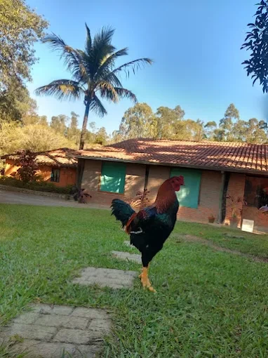 Crianças interagindo com animais dóceis na fazendinha do sítio